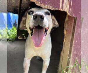 Medium Beagle Mix