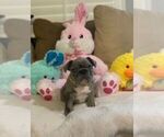 Small Photo #5 French Bulldog Puppy For Sale in CONVERSE, TX, USA