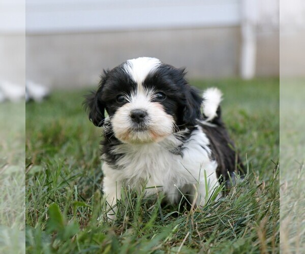 Medium Photo #4 Zuchon Puppy For Sale in ARTHUR, IL, USA