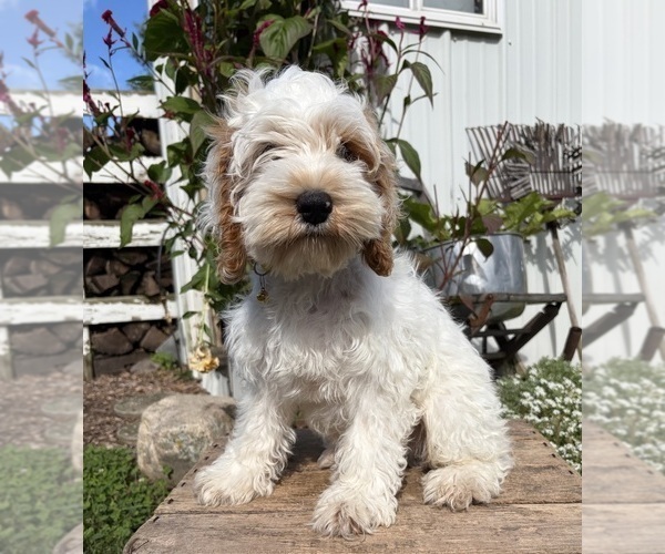 Medium Photo #3 Cockapoo (Miniature) Puppy For Sale in MIDDLEBURY, IN, USA