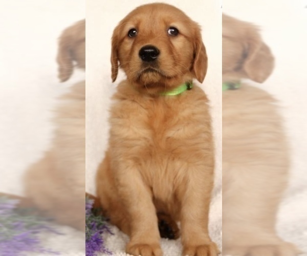 Medium Photo #1 Golden Retriever Puppy For Sale in NEW COLUMBIA, PA, USA