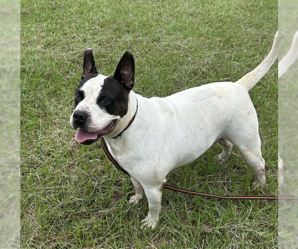 Medium Photo #3 Bulldog Puppy For Sale in Tarrytown, GA, USA