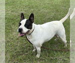 Small #2 Bulldog