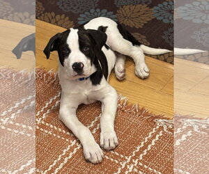 Bullboxer Pit Dogs for adoption in Rockaway, NJ, USA