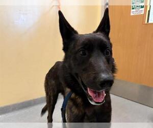 Mutt Dogs for adoption in Orange, CA, USA