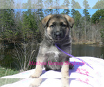 Small #3 German Shepherd Dog
