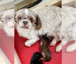 Mother of the ShihPoo puppies born on 10/09/2022