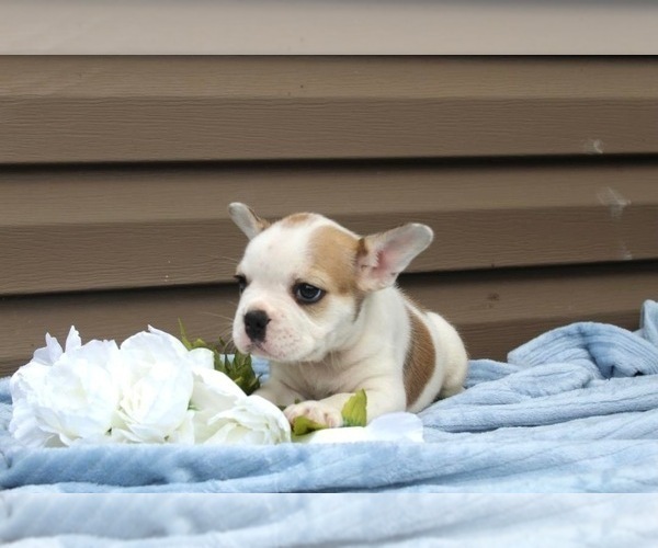 Medium Photo #8 French Bulldog Puppy For Sale in LIBERTY, KY, USA