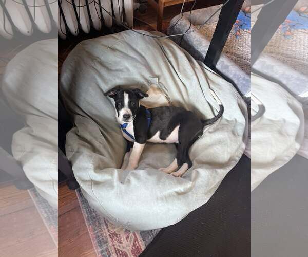 Medium Photo #2 Mutt Puppy For Sale in Hinton, WV, USA