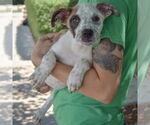 Small #2 American Staffordshire Terrier-Boxer Mix