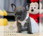 Small #2 French Bulldog