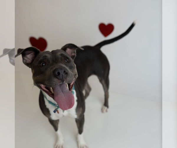 Medium Photo #15 American Pit Bull Terrier Puppy For Sale in Fargo, ND, USA