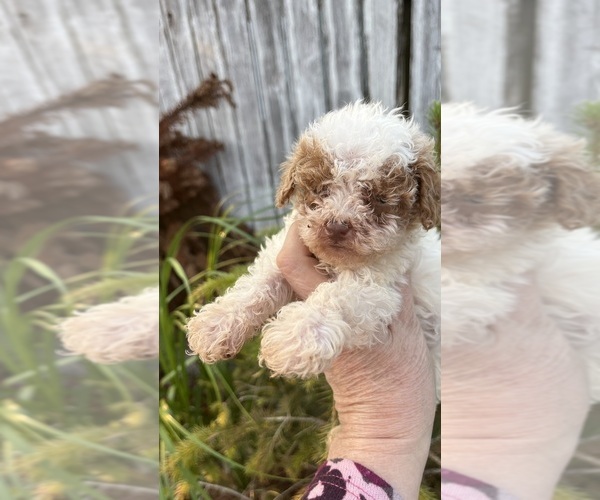 Medium Photo #1 Maltipoo (Miniature) Puppy For Sale in VENETA, OR, USA