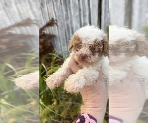 Maltipoo (Miniature) Dogs for adoption in VENETA, OR, USA