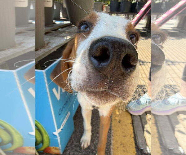 Medium Photo #4 Mutt Puppy For Sale in Roxboro, NC, USA