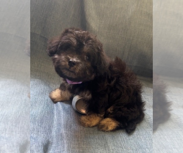 Medium Photo #7 Pyredoodle (Toy) Puppy For Sale in BYRON, CA, USA