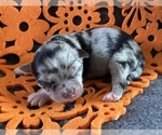 AKC Lamborghini - Male Chihuahua Puppy for Sale - Photo #5