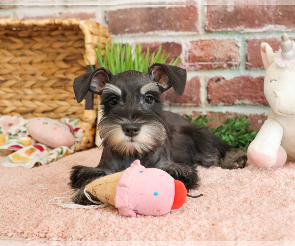 Medium Photo #1 Schnauzer (Miniature) Puppy For Sale in SYRACUSE, IN, USA