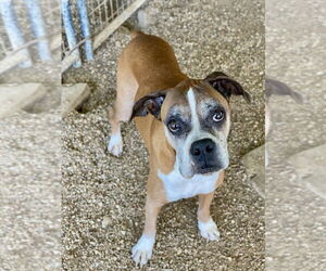 Boxer Dogs for adoption in Austin, TX, USA