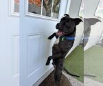 Small #13 American Pit Bull Terrier Mix