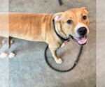 Small American Pit Bull Terrier Mix