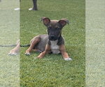 Small #1 Mutt