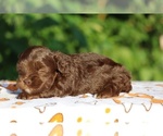 Small #19 ShihPoo
