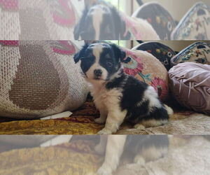 Chihuahua Puppy for sale in AMHERST JUNCTION, WI, USA