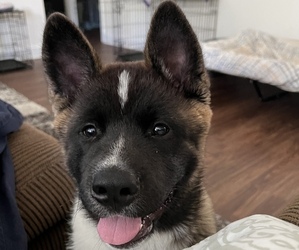 Akita Puppy for sale in WAXHAW, NC, USA