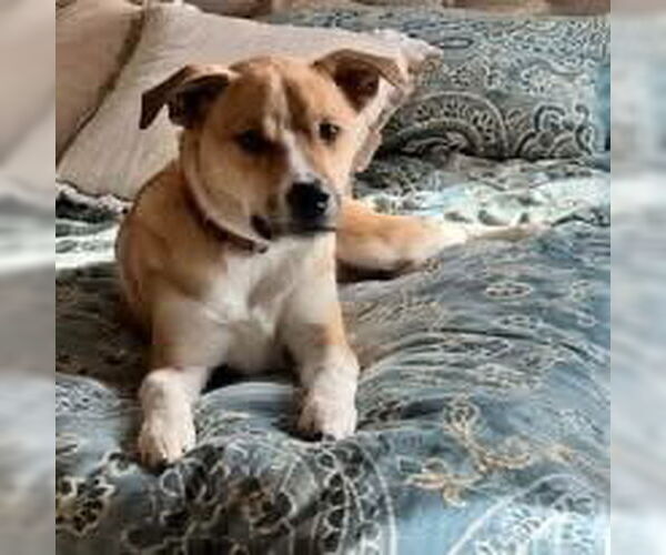 Medium Photo #1 Huskies -Unknown Mix Puppy For Sale in Topeka, KS, USA