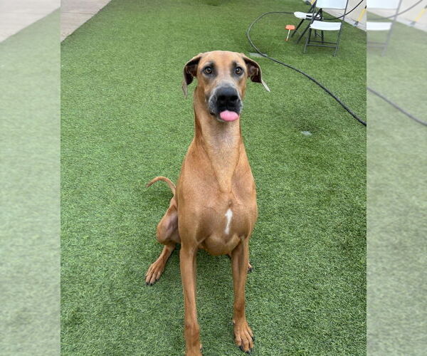 Medium Photo #3 Doberman Pinscher-Great Dane Mix Puppy For Sale in Dana Point, CA, USA