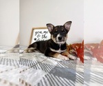Small #6 Australian Cattle Dog-Border Collie Mix