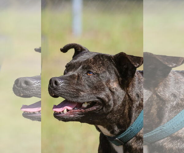 Medium Photo #5 Mutt Puppy For Sale in  Gainesville, FL, USA