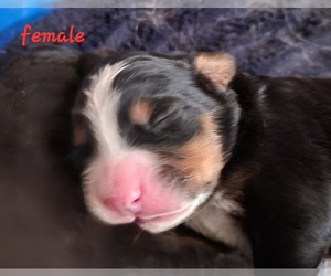 Bernese Mountain Dog Puppy for sale in ROCKFORD, IL, USA