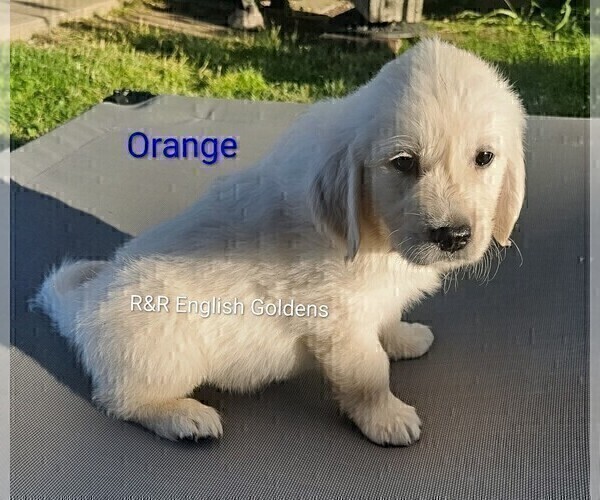 Medium Photo #16 English Cream Golden Retriever Puppy For Sale in BROWNSTOWN, MI, USA
