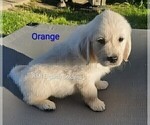 Small #15 English Cream Golden Retriever