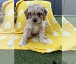 Small Photo #7 Cavapoo Puppy For Sale in PEORIA, AZ, USA