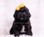 Small #1 Cavapoo (Miniature)