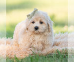 Small Photo #42 Maltipoo (Miniature) Puppy For Sale in WARSAW, IN, USA
