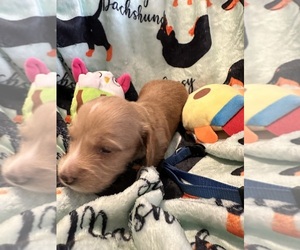 Dachshund Puppy for sale in BENNINGTON, OK, USA