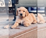 Small Photo #1 Golden Retriever Puppy For Sale in VALDOSTA, GA, USA