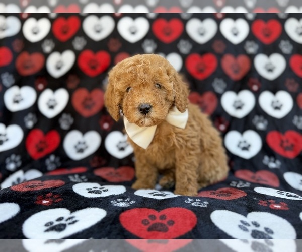 Medium Photo #3 Cavapoo (Miniature) Puppy For Sale in LAKELAND, FL, USA