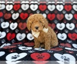 Small #2 Cavapoo (Miniature)