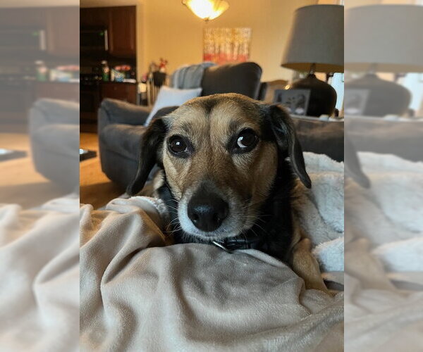 Medium Photo #1 Beagle-Unknown Mix Puppy For Sale in Plainfield, IL, USA