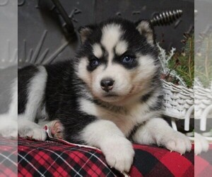 Siberian Husky Puppy for sale in CATAWISSA, PA, USA