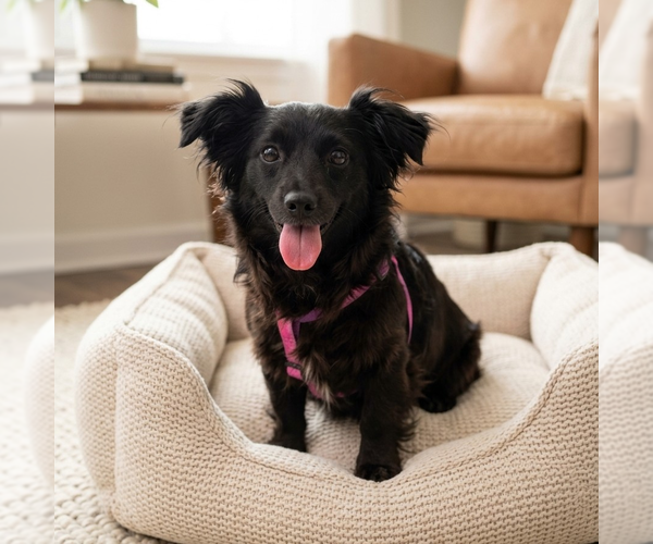 Medium Photo #1 Chihuahua Puppy For Sale in Vail, AZ, USA