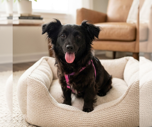 Chihuahua Dogs for adoption in Vail, AZ, USA