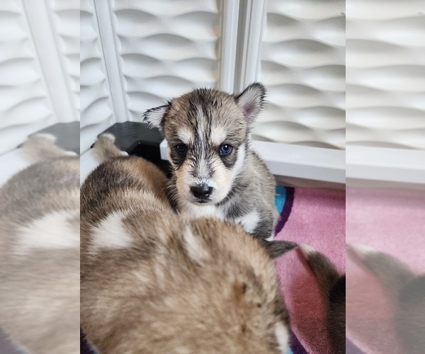 Medium Photo #5 Siberian Husky Puppy For Sale in CINCINNATI, OH, USA