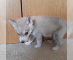 Small #4 Gerberian Shepsky