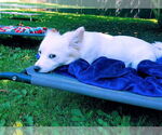 Small #2 Jack Russell Terrier-Papillon Mix